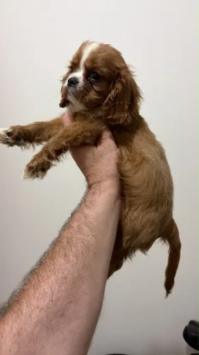 Cavalier King Charles Spaniel filhotes á venda 