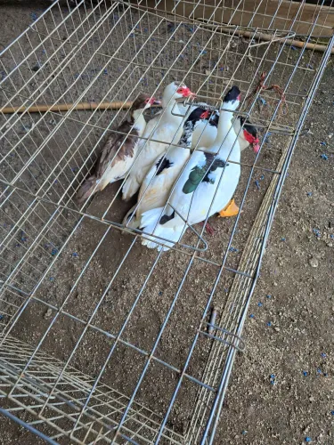 Vende-se patos gamelão