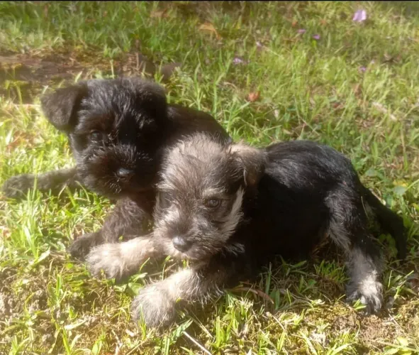 Lindos filhotes Schnauzer Mini Machos e Femeas vacinados 