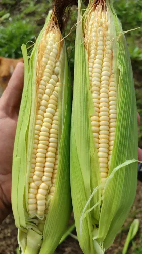 Milho verde 
