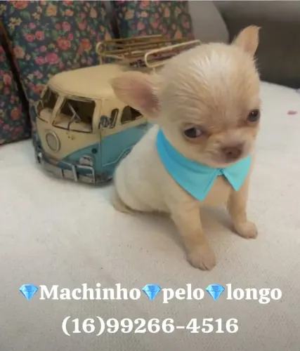 Filhotinho de Chihuahua macho de pelo longo