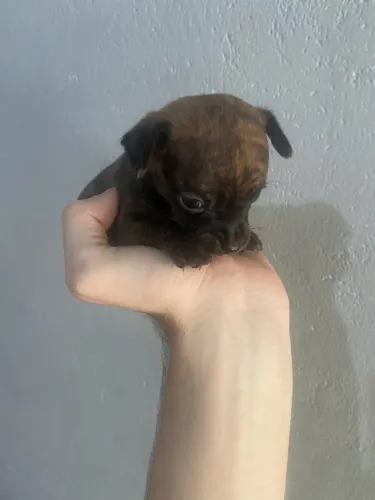 Filhote pinscher 0 fêmea tigrada 