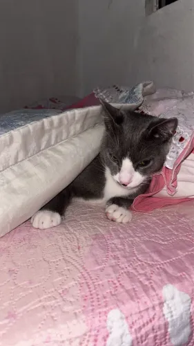 Gato