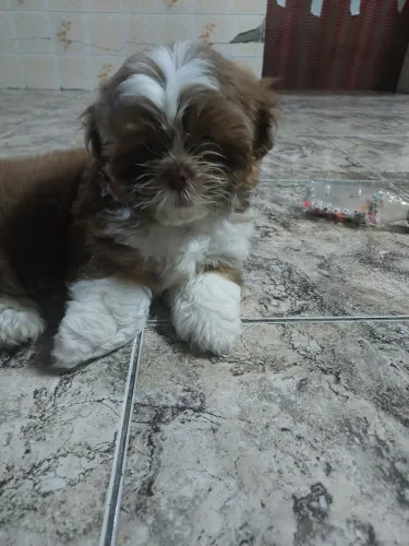 Vendo filhote