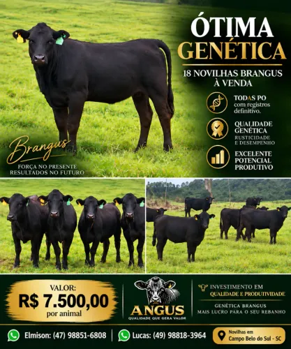 18 Novilhas Brangus PO com Registro Definitivo | R$ 7.500