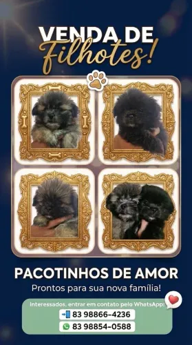 Cachorrinhos disponíveis 