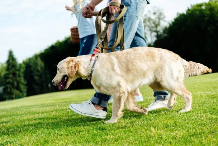 Cuidador de cães