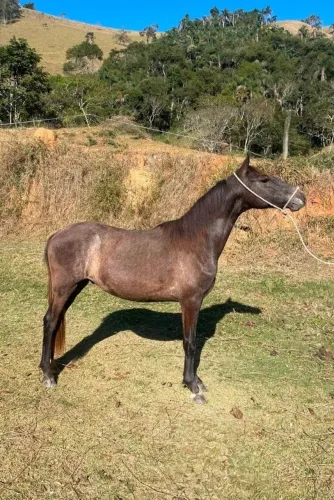 POTRO MANGALARGA MARCHADOR