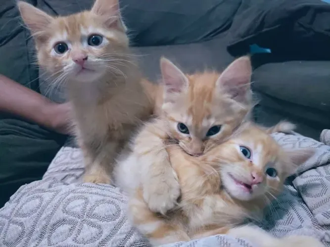 Gatinhos filhotes para adoção