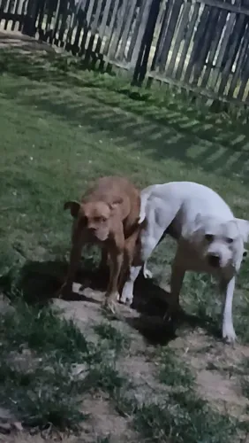 Vendo pit bull 