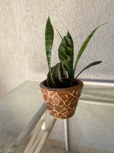 Desapego: Vaso Mosaico com Cacto Espiral Exótico e Espada-de-São-Jorge