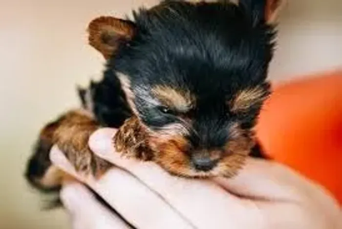 yorkshire cães animados.
