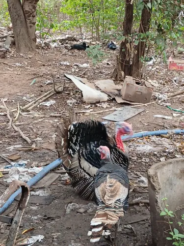 Peru macho