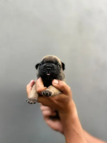 Bulldog Francês Filhotes - Reserve o Seu ?