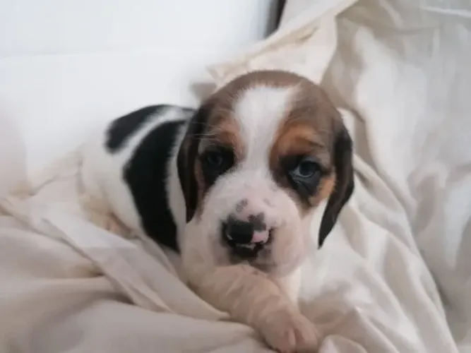Filhote de Beagle Com Muito Carisma Para Seu lar