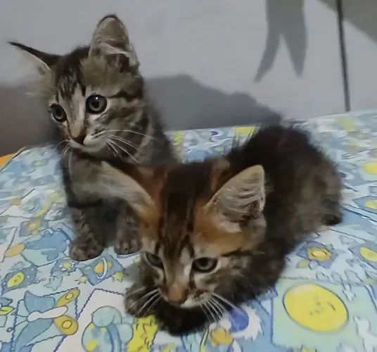Filhote de gatos tigrados 