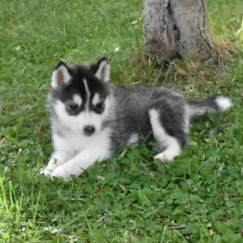 Filhotes de Husky Siberiano | Uma fofura para alegrar sua casa.