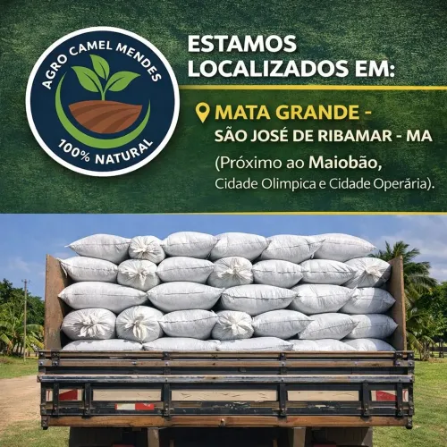 SILAGEM DE MILHO -  SÃO LUIS - MA / SÃO JOSÉ DE RIBAMAR - MA.