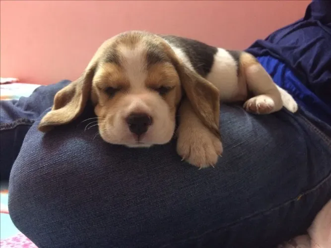 Beagle Um grande amigo desde o primeiro dia
