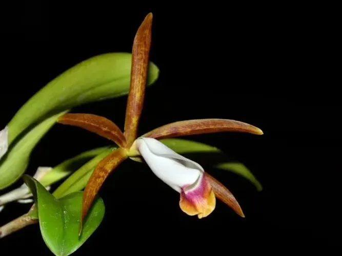 Orquídea Cattleya araguaiensis - muda