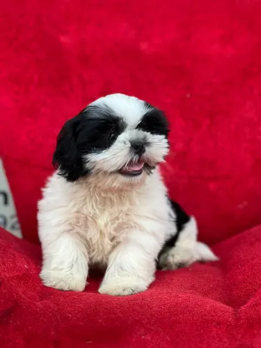 Cachorro