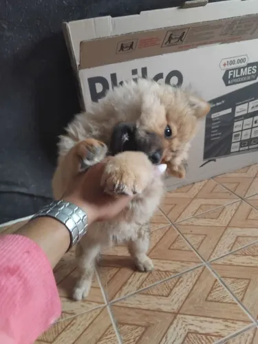 Chowchow