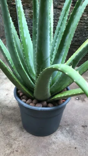 Vaso planta Babosa rex