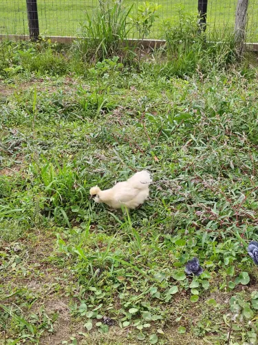 Galo Sedosa do Japão