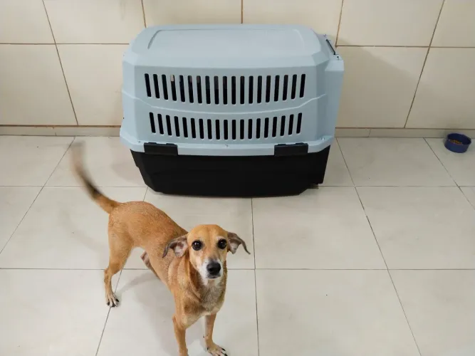 Caixa de Transporte PET XXG