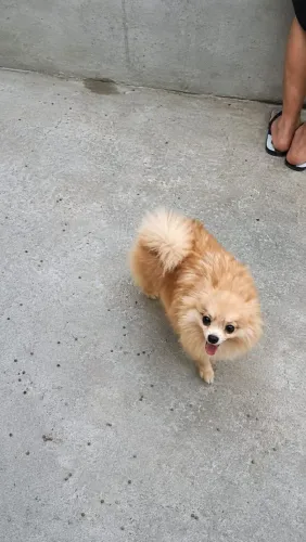 Lulu Da Pomerânia Fêmea Adulta Muito Pequena 12X