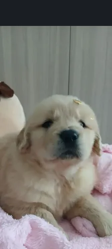 Golden Retriever filhotes para reserva, entrega 22/10