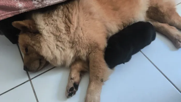 Vendo Filhote de Chow-Chow fêmea