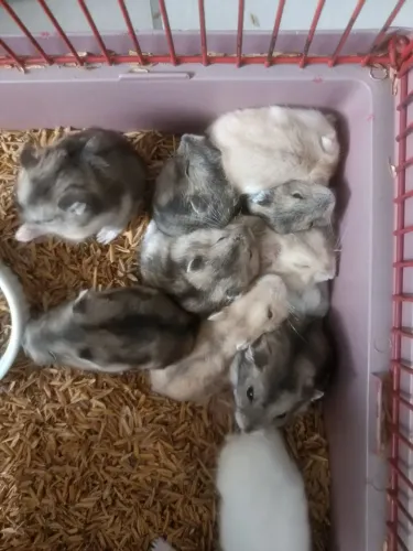 Hamster anão russo 