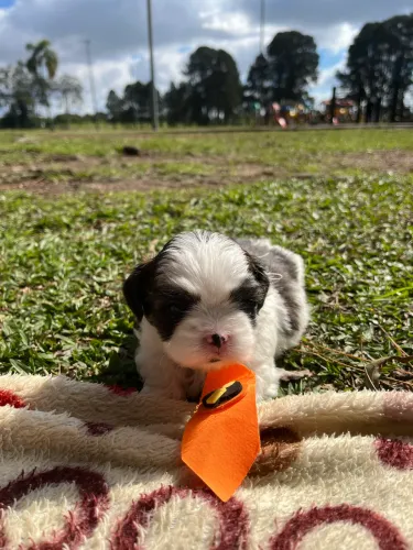 Pequeno filhote de Lhasa Apso macho