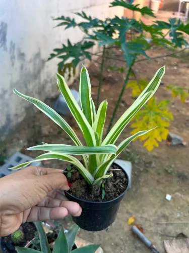 Plantas