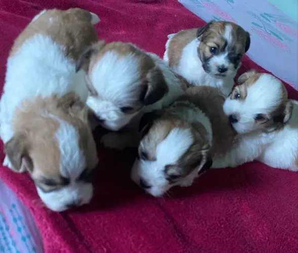 Filhote Lhasa Apso Macho