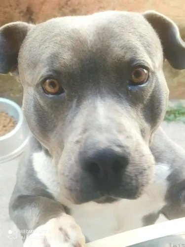 Vendo American Bully com pedigree