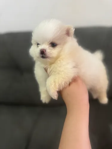 Spitz macho 