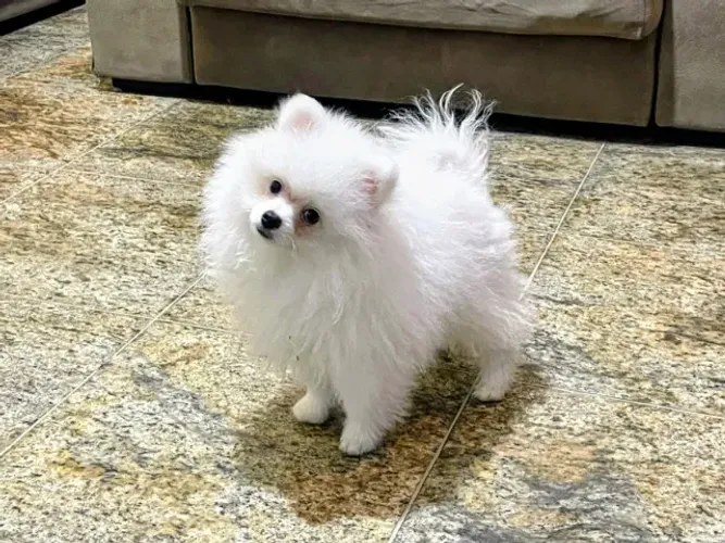 Spitz Alemao Legitimo Padrao Ursinho Pelagem Abundante