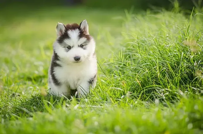 Filhote de Husky Siberiano Para Quem Ama Uma Raça Cheia de Personalidade