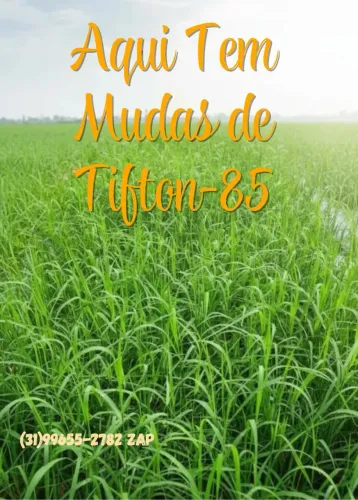 Mudas de Tifton-85 