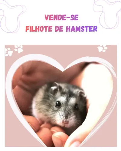 Hamister anão russo