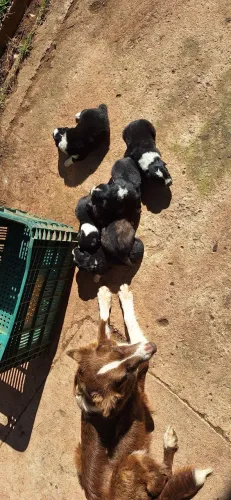 Filhotes de boder collie