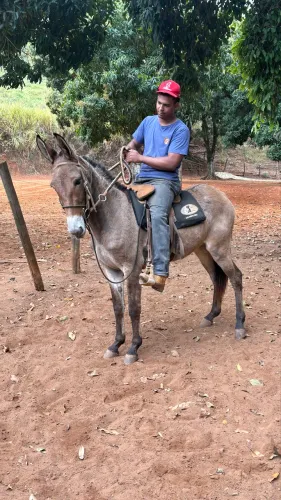 Mula nova