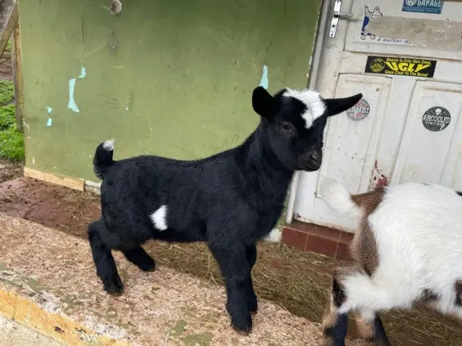 Mini Cabrita - fêmea