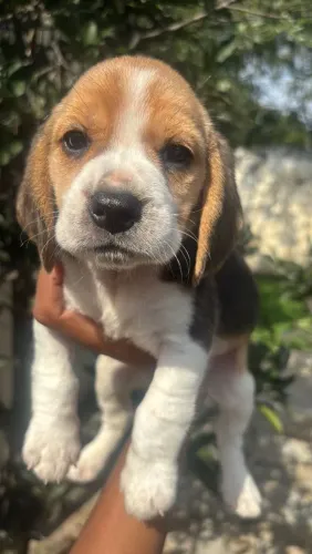 Fêmea linda de Beagle Porte 13 Polegadas com Exames