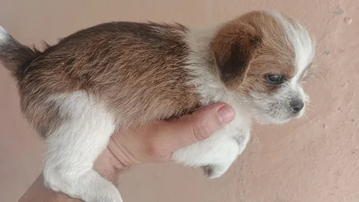 Vendo shitzu macho