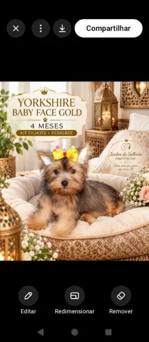 Yorkshire gold mini