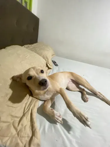 Canela para adoção 
