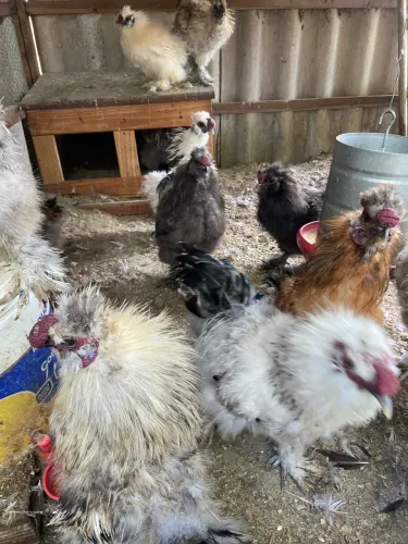 Promoção de galos sedosas do Japão 